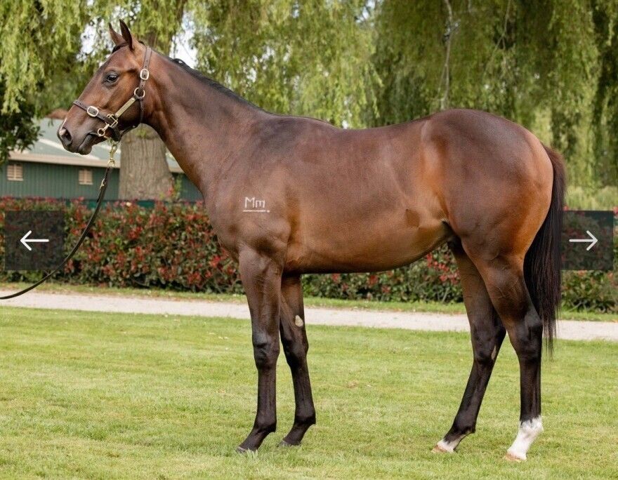 SHOCKING X SHAMARDAL LUCK COLT