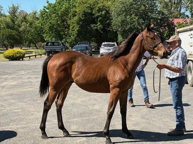 EARTHLIGHT X SURREALISM COLT