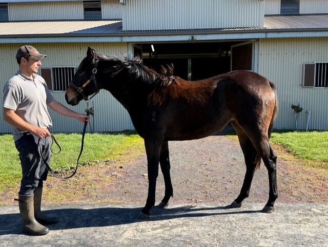 SHAMUS AWARD X IRON LADY FILLY