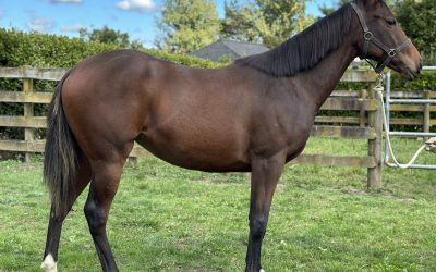 VENUS SHOCK no shock to the punters in Bairnsdale win $13 into $6