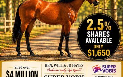 YES YES YES: A STALLION ON THE RISE. Want a Spring Runner? The answer is Yes, Yes, Yes!