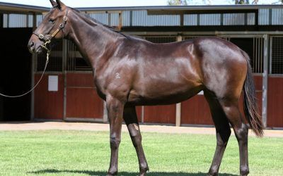 Outstanding Dissident yearling for sale