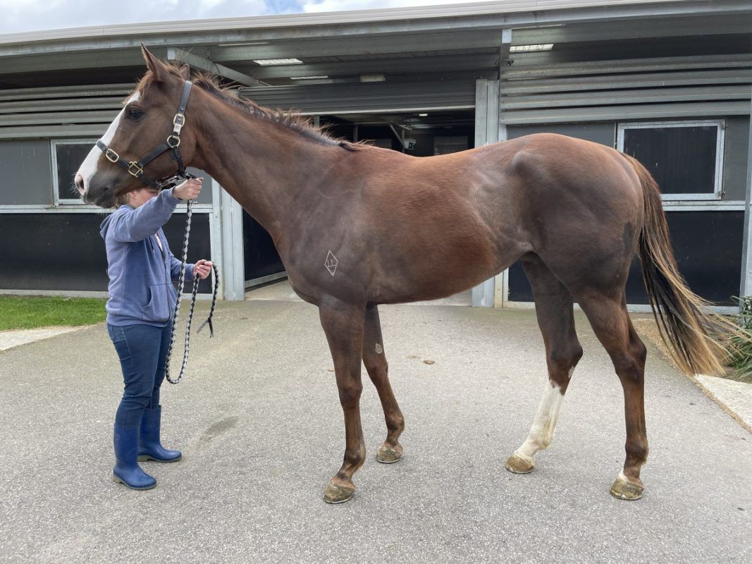 Unencumbered X Mythical Madness ’19 Filly