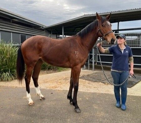 Time Test x Out To Impress ’20 Filly