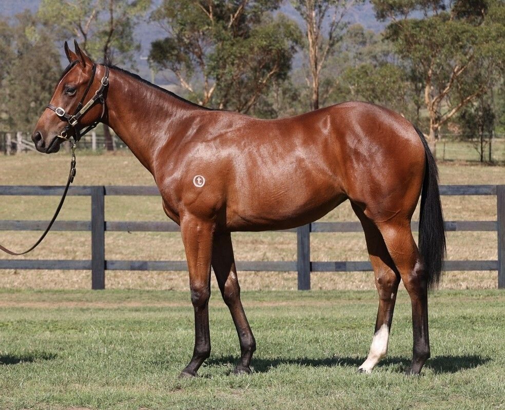 Bellevue Hill x Brumbies Magic ’21 Filly