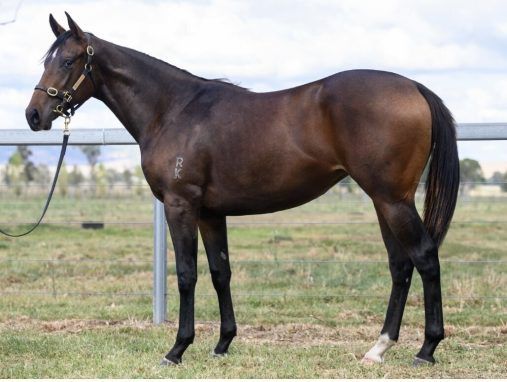 Shalaa x Rising Storm '21 Filly