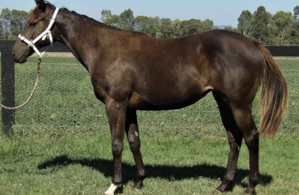 Brutal x In The Moment ’21 Filly