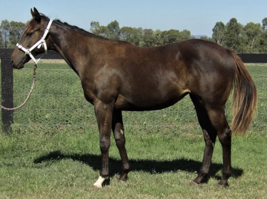 Brutal x In The Moment ’21 Filly