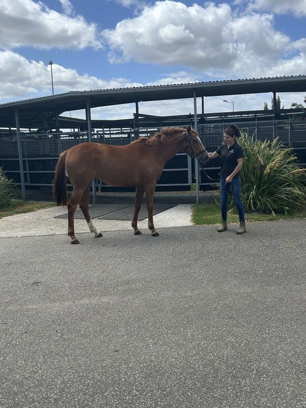 Supido x Mary Magpie ’22 Filly