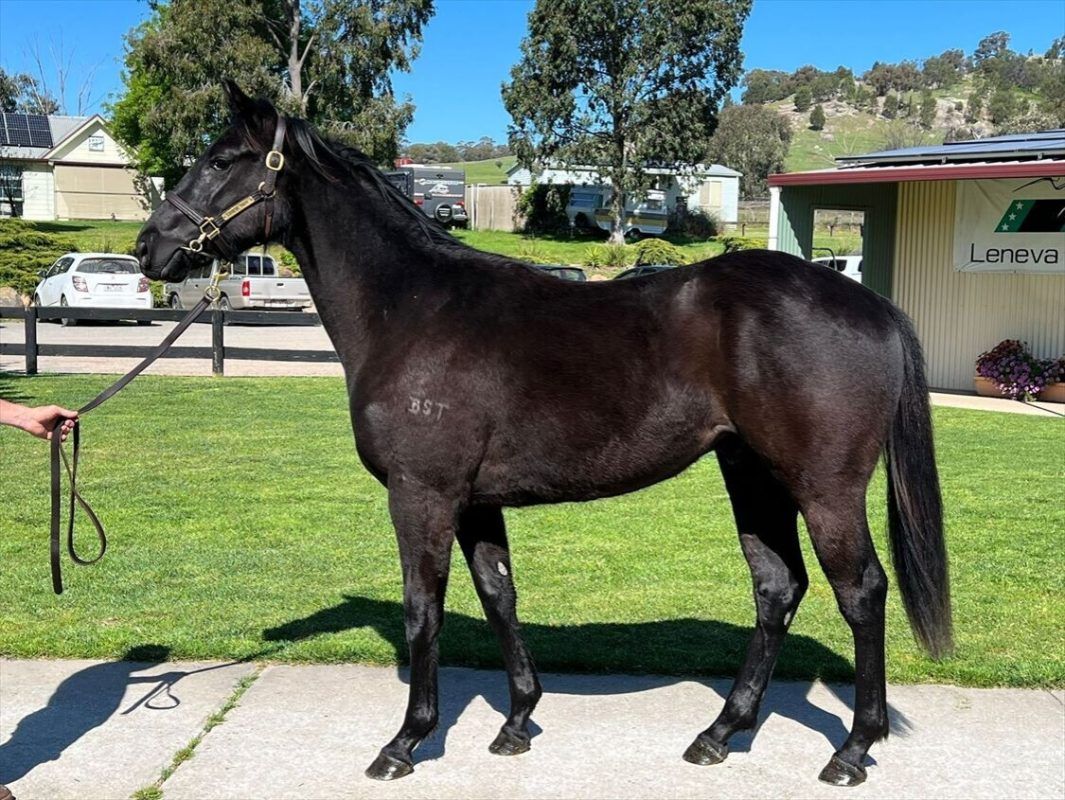 Brazen Beau X Lonhspresso ’21 Gelding