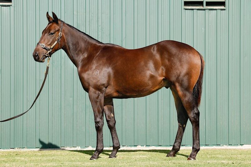 Ace High X Chez Harmony ’21 Colt