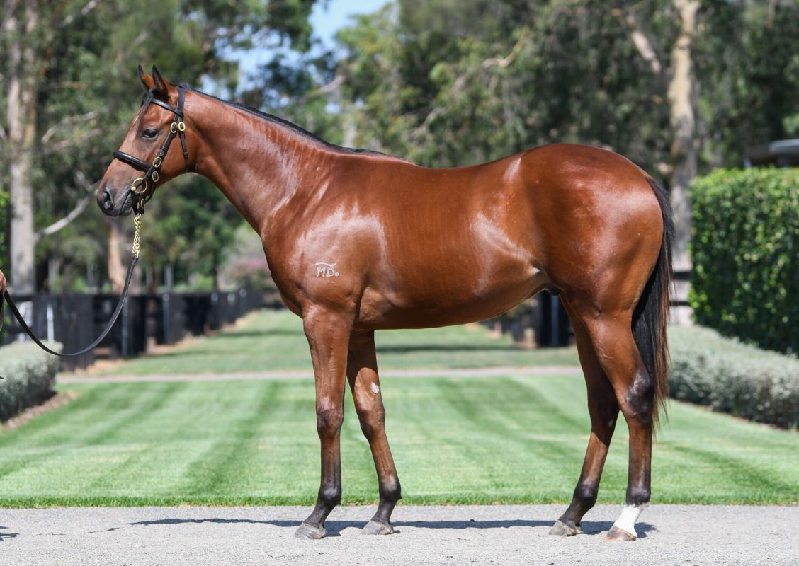 Castlevecchio X Wildpea