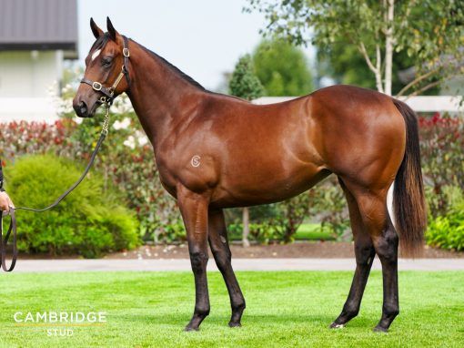 Sword Of State X Fuld's Bet