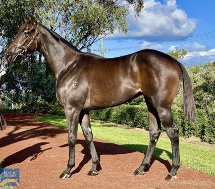 Heroic Valour X Colonial Lass