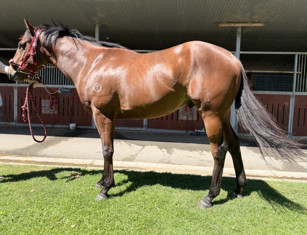 Un-named (Lucky Vega – Who Doubted Me)