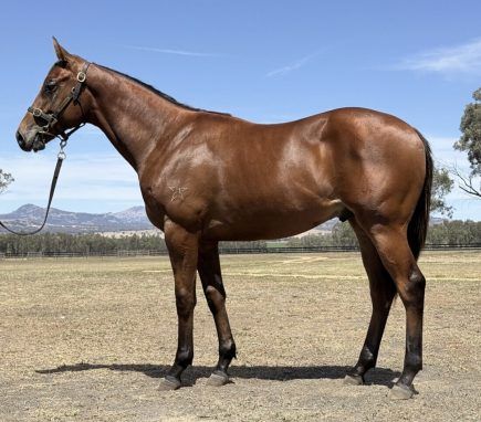 Too Darn Hot X Didrikson