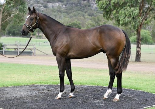 Harry Angel X Li'l Cashy