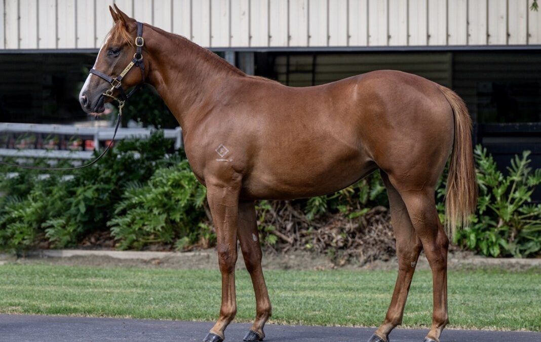 Un-named (Star Turn – Ambereen)