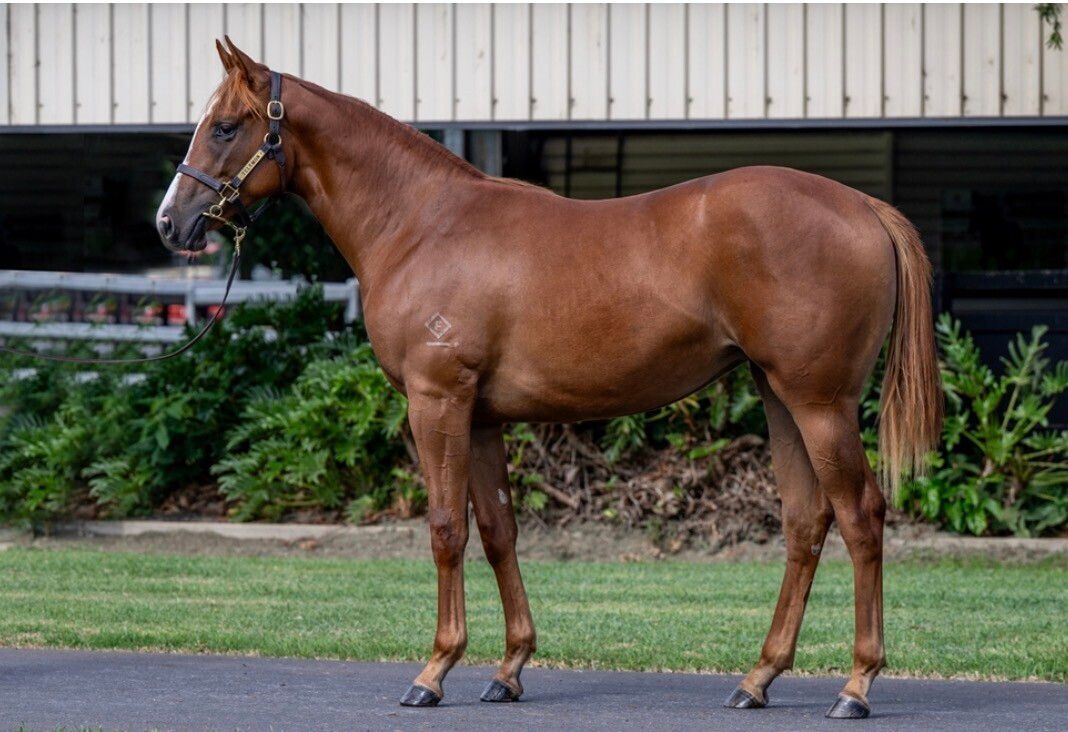 Un-named (Star Turn – Ambereen)