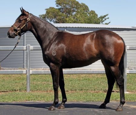 Tagaloa X Distant Light