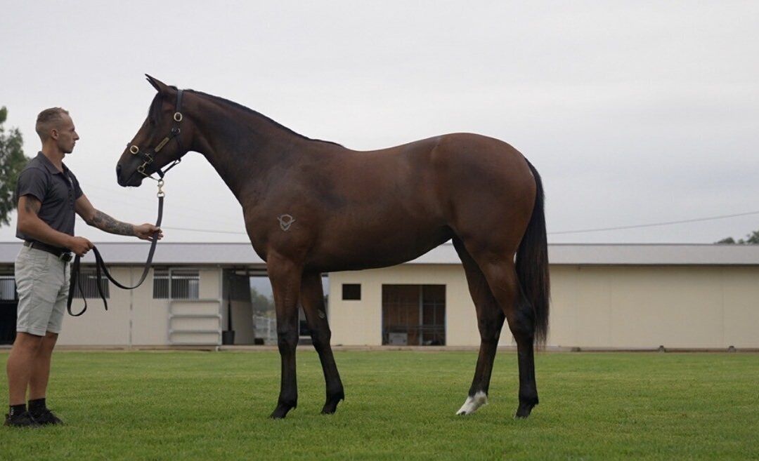 Un-named (Royal Meeting – High Jump)