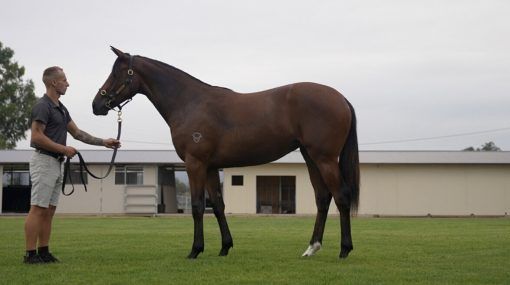 Royal Meeting X High Jump