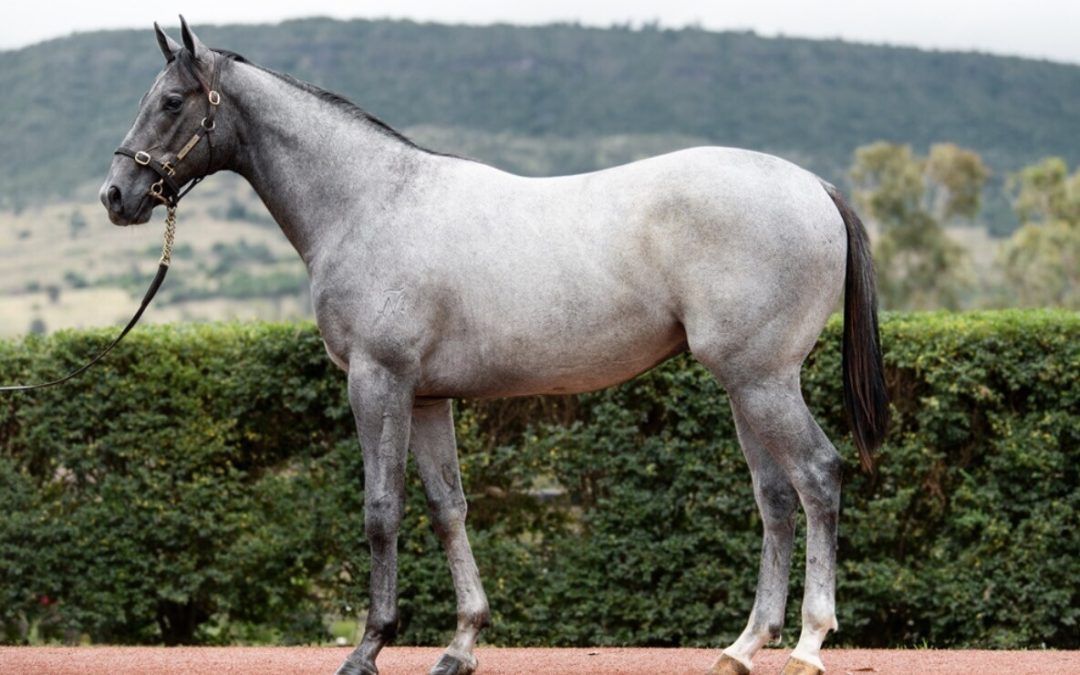 Un-named (Top Ranked – Sonador Angel)