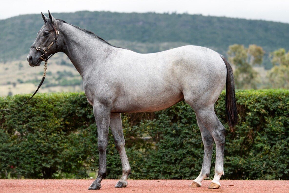 Un-named (Top Ranked – Sonador Angel)