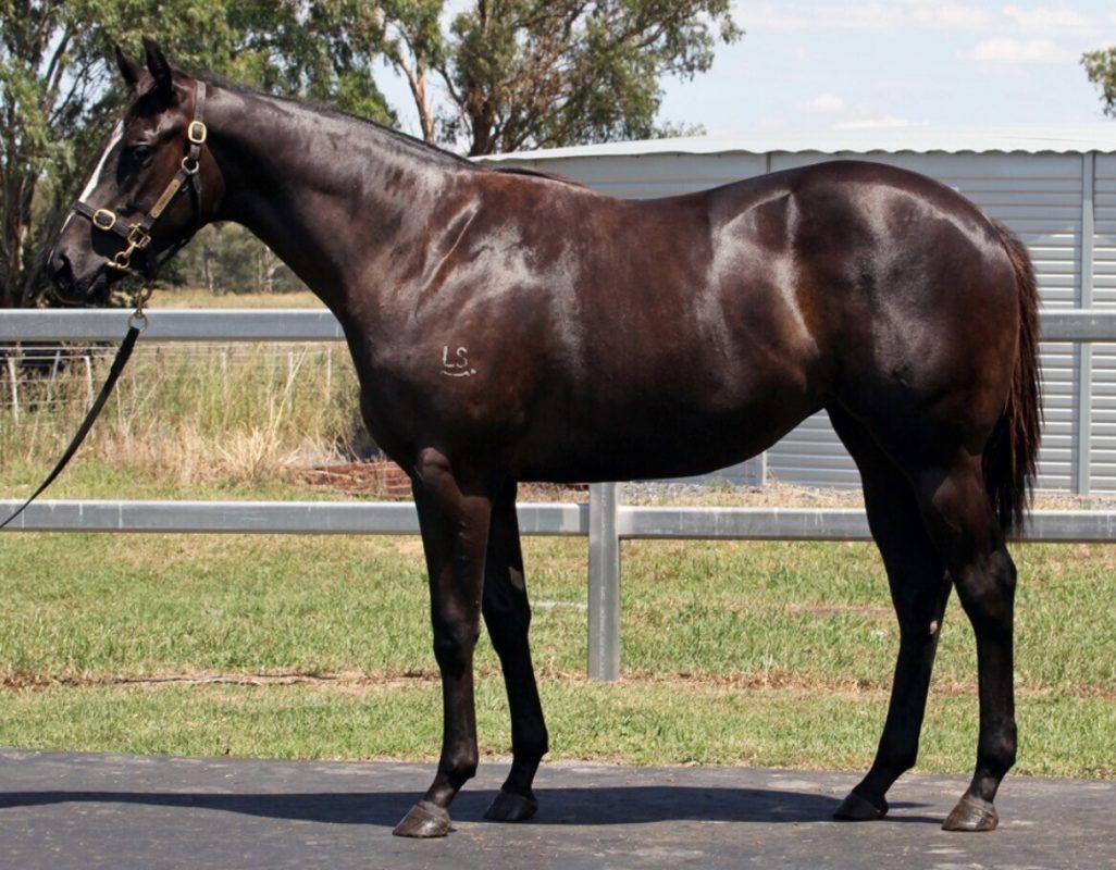 Un-named (Better Than Ready – Tiger Dimejan)