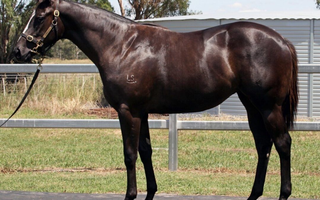 Un-named (Better Than Ready – Tiger Dimejan)