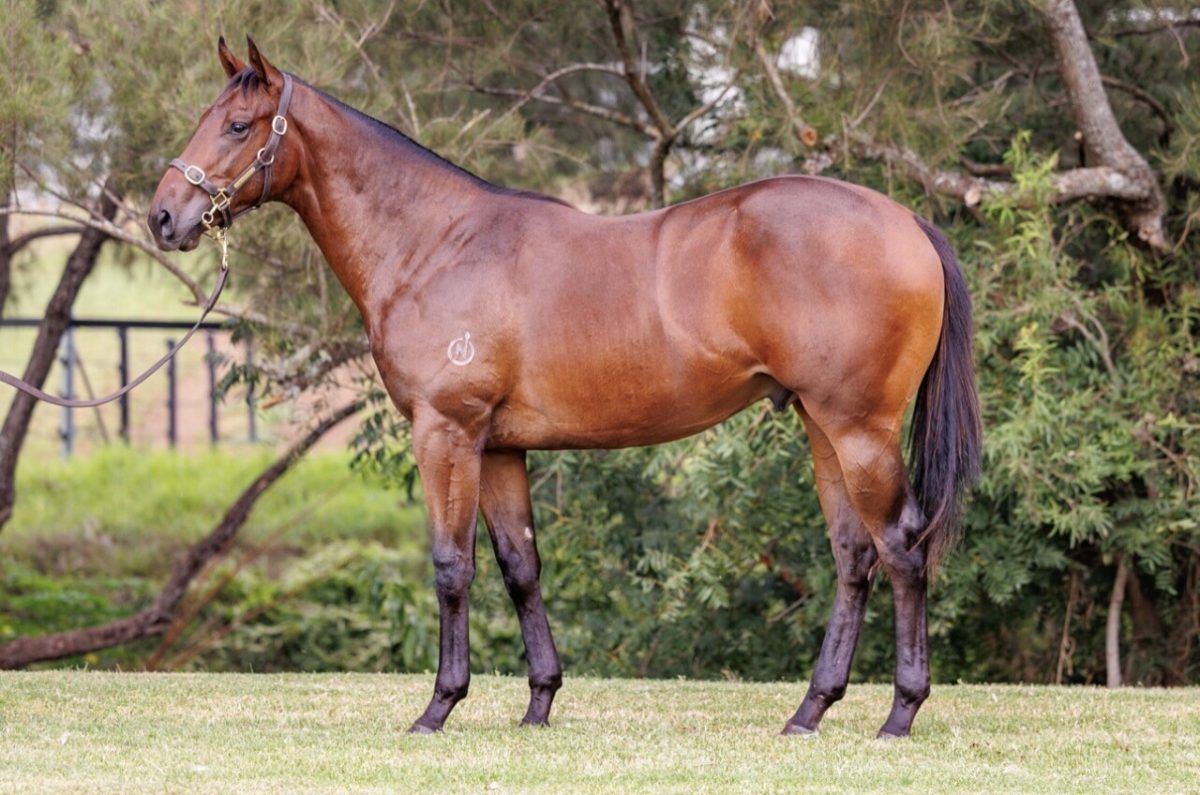 Un-named (Pinatubo – Allegretta)