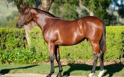 Divine start to QLD life for Saint Aldwyn