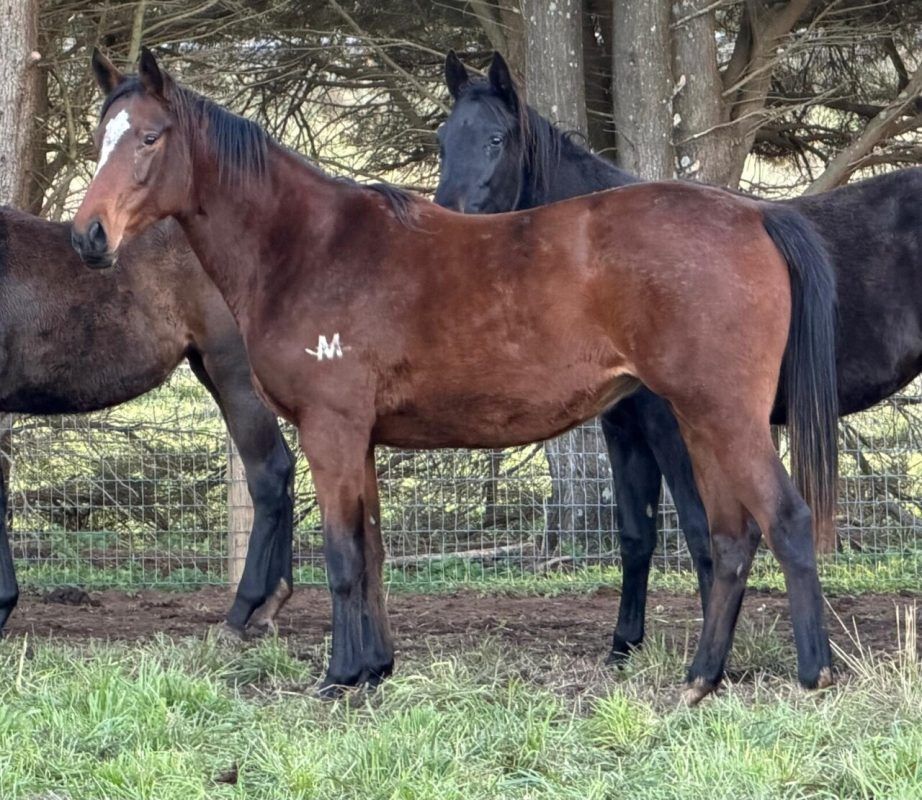 Un-named (Russian Camelot – Hawaajis)