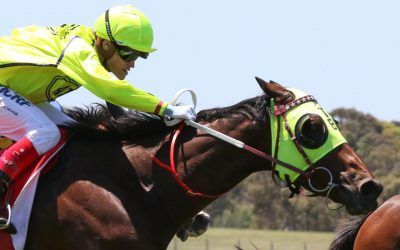 Yogi rounds up rivals in the Sandown Cup