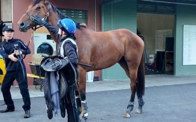 Buckaroo ready for Melbourne Cup