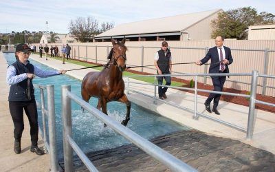 EQUINE POOL GRAND OPENING