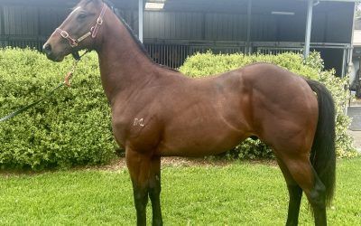 Act fast to secure a share in this exciting 2yo Overshare colt