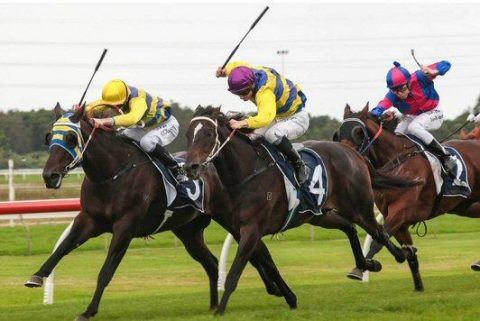 Murray Reilly Racing Darci Magic and O'Reilly's Revenge Qualify for Provincial Championships ...