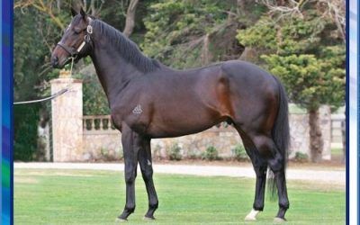 Half-Brother to City Winner