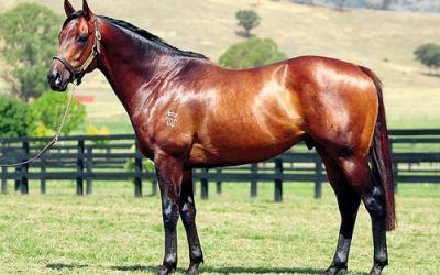 ANOTHER NIELLO WINNER AT KYNETON