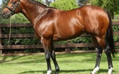 Oratorio Second Stakeswinner in Southern Hemisphere