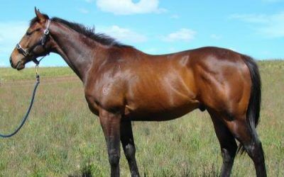 Delbrigde Racing 2-y-old’s Enjoying Spring Growth