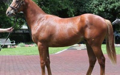 First Winner for Snitzel in Hong Kong