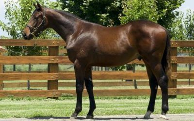 Shares In Quality Bernardini Yearling