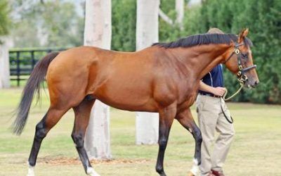 Oratorio Gelding Wins Tasmanian Derby