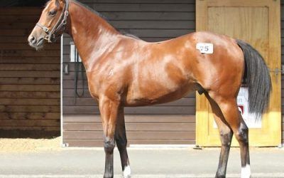 Shares for Sale In Darci Brahma Colt with Mark Kavanagh