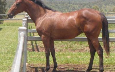 Delbridge Racing Expands into Queensland – Shares Available in 3 Yearlings