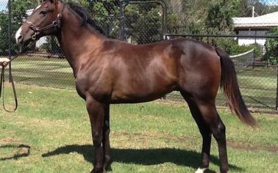 Lonhro Colt Shares Available