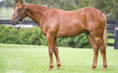 Fabulous Colt by Brilliant speed Sire ‘Snitzel’ – heading to Magic Millions