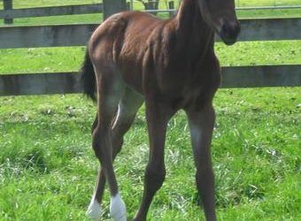 First Foal to Shamoline Warrior